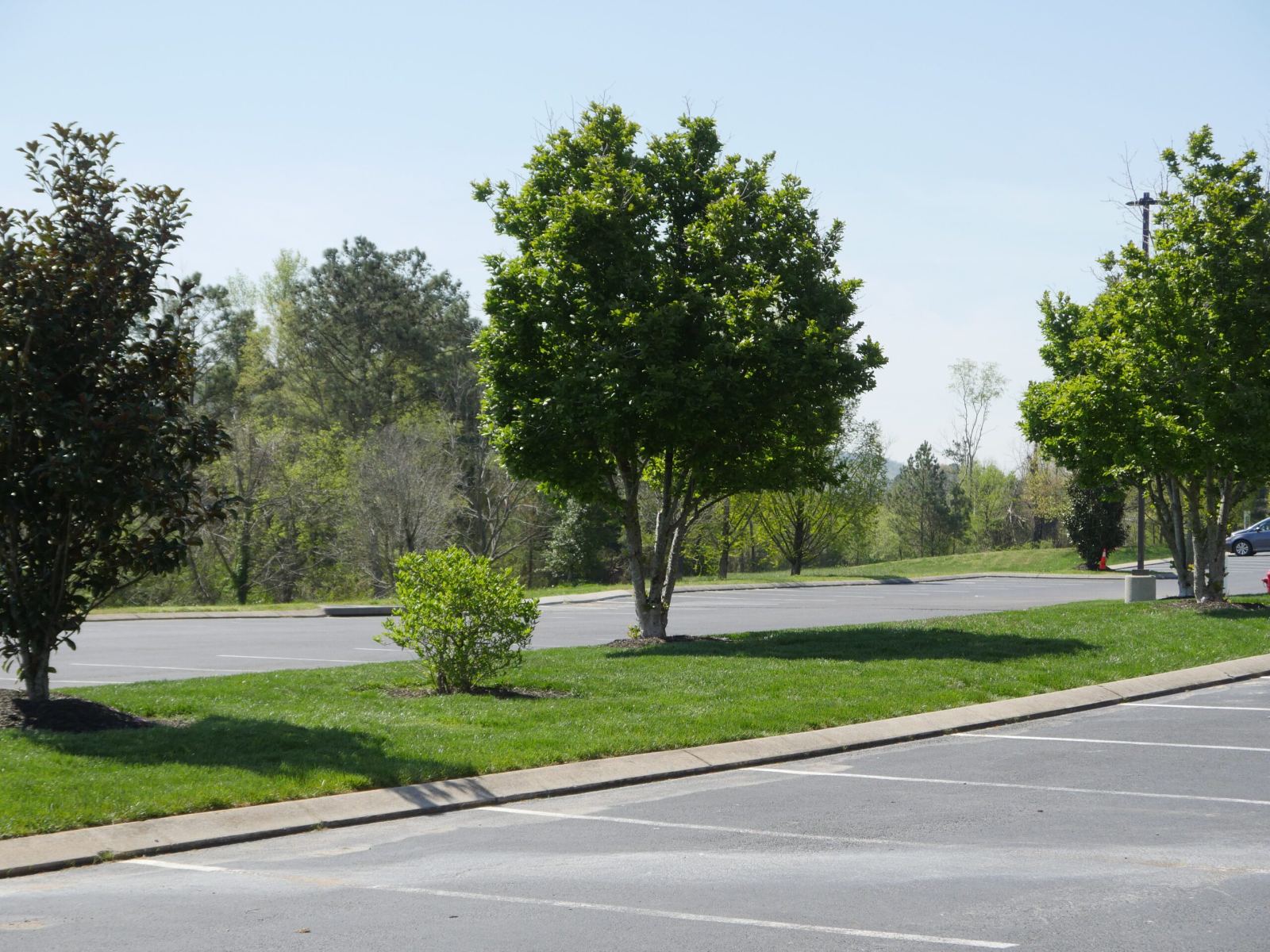 Parking bays at the Commons divided by grassed islands with shade trees and shrubs